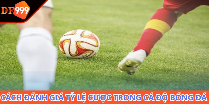 Cách đánh giá tỷ lệ cược trong cá độ bóng đá cho người mới