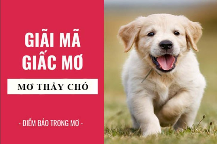 Giải mã nằm mơ thấy chó chuẩn nhất